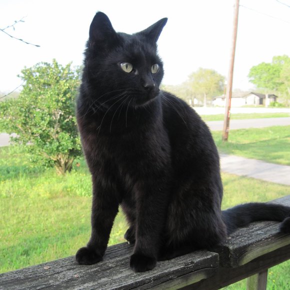 * Welcome to my Closet. Please Read! *  ~ Meet your Posher, Gina - Picture 3 of 16